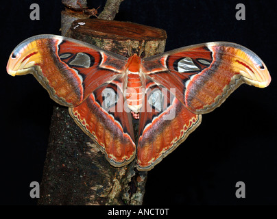 Atlas Attacus Atlas moth géant Banque D'Images