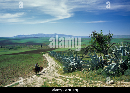 Homme avec un âne, une ville romaine ruines à distance sur plaine Rarb, Volubilis Maroc Banque D'Images
