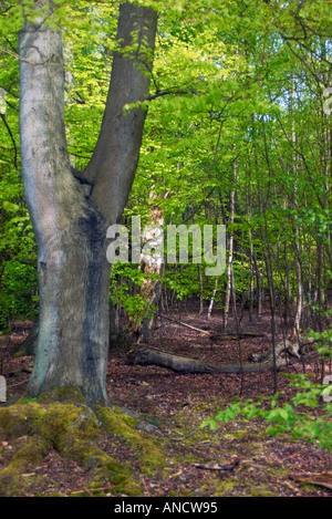 La forêt d'Epping London UK au printemps Banque D'Images