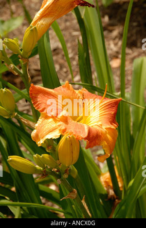 Put-In-Bay Daylily Banque D'Images