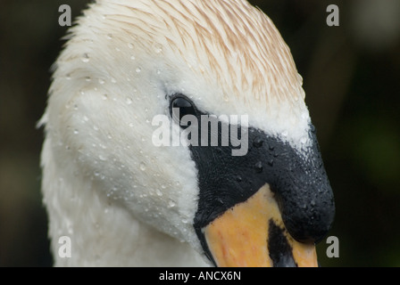 Mute swan (Cygnus olar) close up de la tête sur un fond sombre Banque D'Images