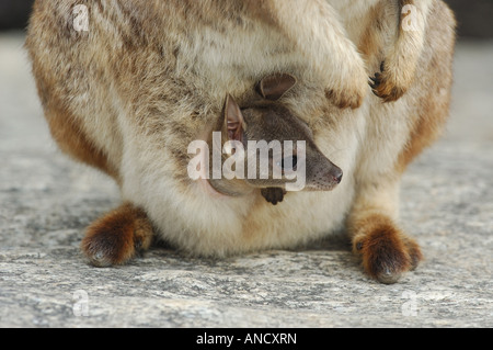 Mareeba Rock Wallaby bébé dans sa mère le sachet à gorge en granit, Queensland, Australie Banque D'Images