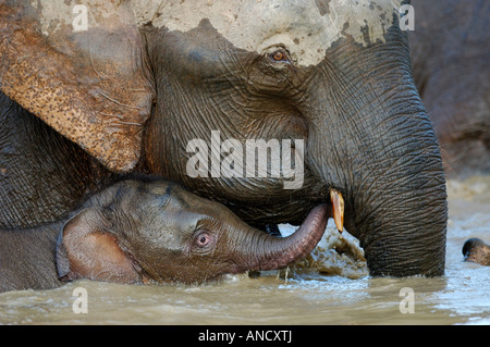 Mère et bébé éléphant d'Asie (Elephas maximus borneensis) baignade dans la rivière Kinabatangan, Bornéo Banque D'Images