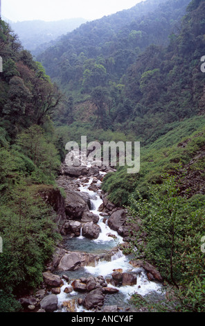 Flux sur le sentier à Tsokha, Sikkim, Himalaya Indien Banque D'Images