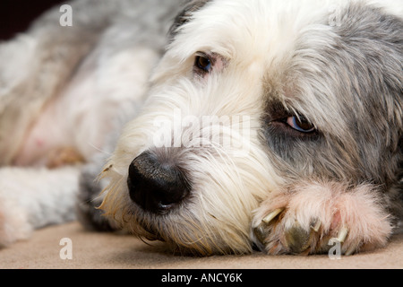 Old English Sheepdog lying on floor Banque D'Images