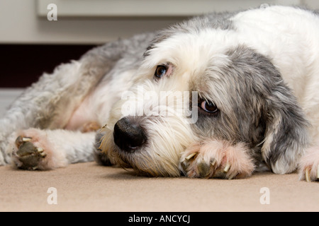 Old English Sheepdog lying on floor Banque D'Images