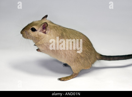 Gerbille de Mongolie (Meriones unguiculatus) Banque D'Images