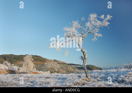 Les arbres givrés Hoar sous ciel bleu près de Loch Eil Ecosse Lochaber avec Ben Nevis dans le Lointain Banque D'Images