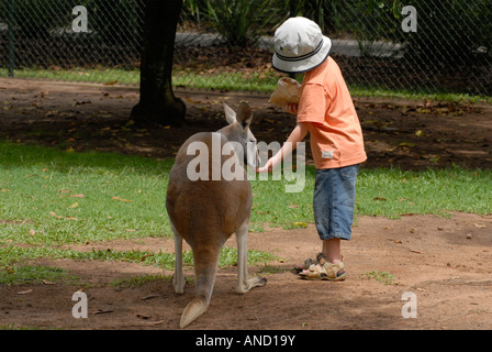 L'alimentation de l'enfant un wallaby en Australie Banque D'Images