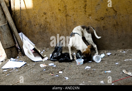 Un chiot errant de fourrages pour l'alimentation en Inde Banque D'Images