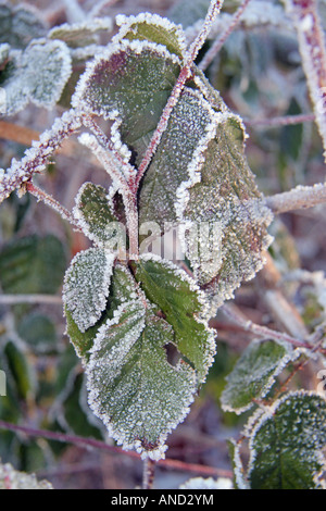 Feuilles givrées sur une branche Bavière Allemagne Europe Banque D'Images
