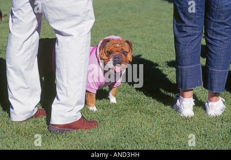 Un bulldog vêtu d'un chandail rose en promenade avec son maître dans un parc herbeux sur un matin d'été Banque D'Images