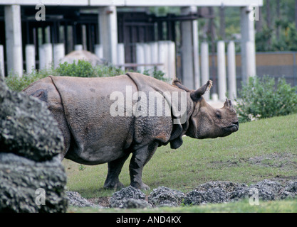 Le Rhinocéros indien ou le Grand-duc d'un rhinocéros ou le rhinocéros UNICORNE d'Asie Un Rhinoceros unicornis Banque D'Images