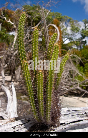 Cactus qui poussent à travers un morceau de bois flotté sur une plage des Caraïbes Banque D'Images