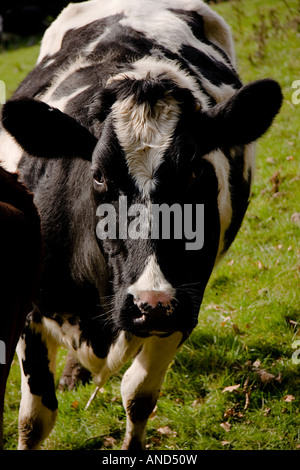 L'approche de la vache freisian curieux Banque D'Images