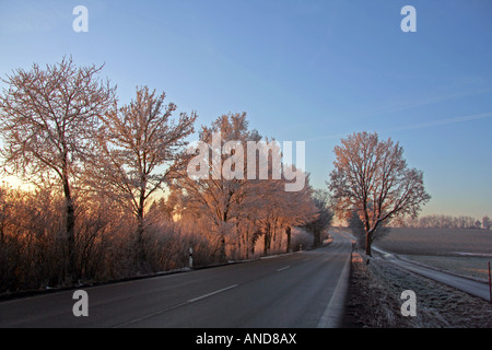 Arbres givrés sur une route de campagne au début de l'hiver matin Bavaria Allemagne Europe Banque D'Images