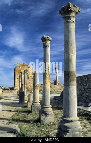 Colonnes corinthiennes stork nest ruines basilique romaine à Volubilis Maroc Banque D'Images