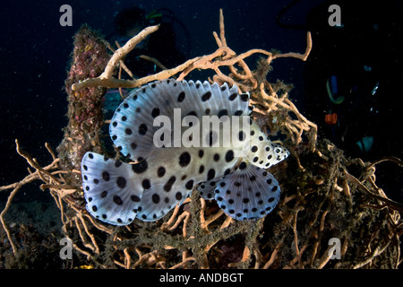 Un mineur de la Loche, Cromileptes altivelis, nage dans le Détroit de Lembeh (Indonésie). Banque D'Images