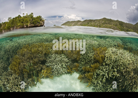 Coral reef image fractionnée Raja Ampat Indonésie Papouasie Océan Pacifique Banque D'Images