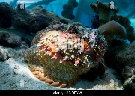 Un poisson-pierre (Synanceia verrucosa) se trouve sur le fond marin de Raja Ampat, en Indonésie. Banque D'Images