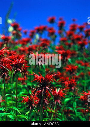 Monarda rouge fleurs Squaw Banque D'Images