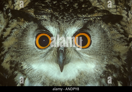 Eagle Owl Bubo bubo européenne comportement menace Banque D'Images