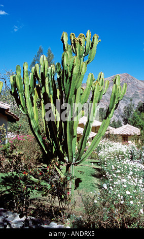 Cactus dans le jardin et la montagne derrière, près de Cusco, Pérou Banque D'Images
