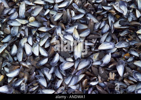 Moules Mystilus edulis délavés sur la plage Banque D'Images