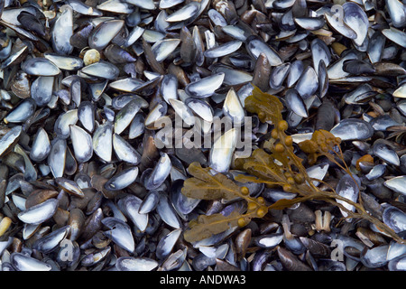 Moules Mystilus edulis délavés sur la plage Banque D'Images