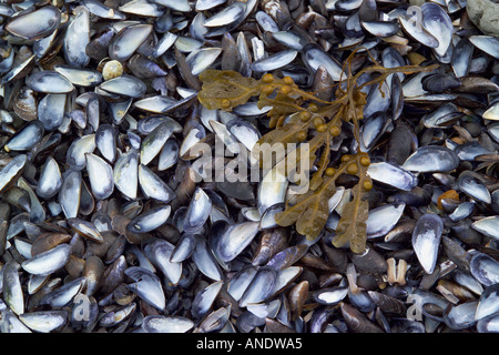 Moules Mystilus edulis délavés sur la plage Banque D'Images