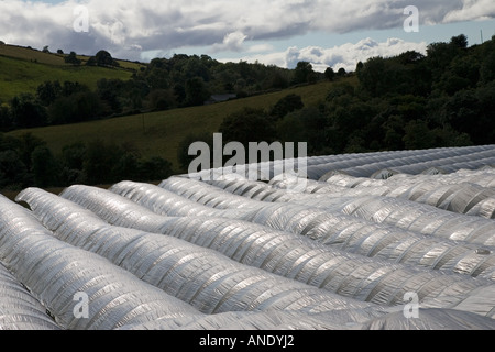 Polytunnels sur une ferme fruitière dans le Perthshire en Écosse Banque D'Images