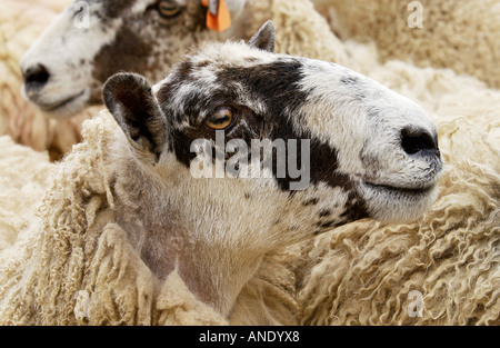 Les moutons dans la campagne Anglaise Royaume-Uni Banque D'Images