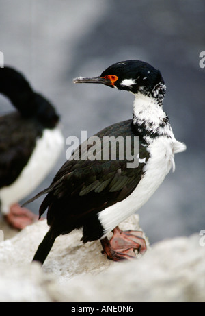 Shag Rock Îles Falkland d'oiseaux d'eau Banque D'Images