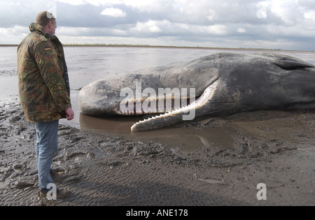 Environ 20 tonne 40ft de long jeune homme cachalot échoué à Sutton Bridge Lincolnshire Banque D'Images