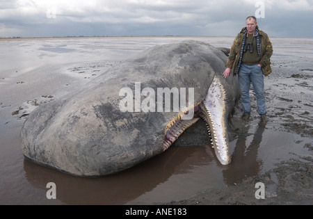 Environ 20 tonne 40ft de long jeune homme cachalot échoué à Sutton Bridge Lincolnshire Banque D'Images