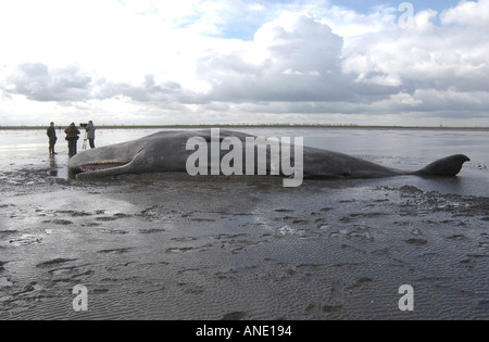 Environ 20 tonne 40ft de long jeune homme cachalot échoué à Sutton Bridge Lincolnshire Banque D'Images