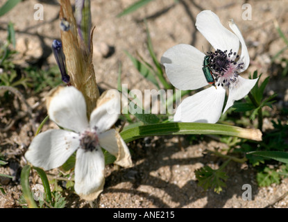 Fleurs sauvages de l'île de Chypre. Les anémones blanches qui poussent sur éperon rocheux avec multi colored beetle de ramper sur un. Banque D'Images