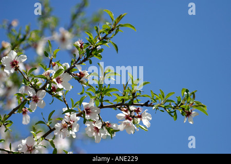 Rose et blanc, branches de jolies fleurs d'amande se balançant dans la brise Banque D'Images