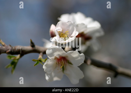 Temps fleur d'amandier, à Chypre Banque D'Images