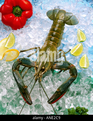 L'eau douce Écrevisses ou crevettes crues homard sur la glace avec des tranches de citron jaune et légumes Banque D'Images