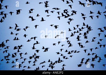 Oies rose Holkham Norfolk de migration des oiseaux migrateurs pourrait risquer la grippe aviaire Virus de la grippe aviaire Banque D'Images