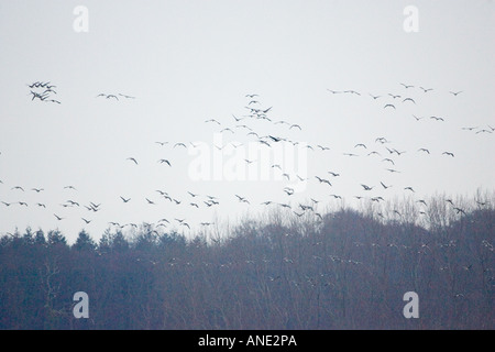 Oies rose Holkham Norfolk de migration des oiseaux migrateurs pourrait risquer la grippe aviaire Virus de la grippe aviaire Banque D'Images