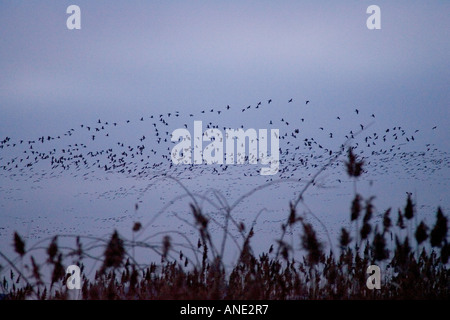 La migration des Oies Rose Holkham Norfolk les oiseaux migrateurs pourrait risquer la grippe aviaire Virus de la grippe aviaire Banque D'Images