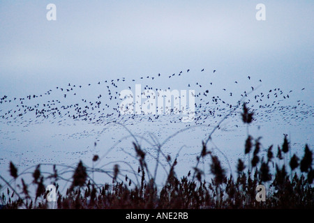 Oies rose Holkham Norfolk de migration des oiseaux migrateurs pourrait risquer la grippe aviaire Virus de la grippe aviaire Banque D'Images