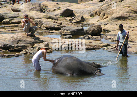 Les éléphants jouant dans la rivière près de l'Éléphant de Pinawela Sri Lanka Banque D'Images