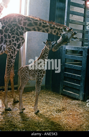 Mère et son petit les girafes du Zoo de Londres Angleterre Royaume-Uni Banque D'Images