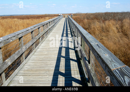 William Bartram Paynes Prairie Ecopassage Sentier Fl Ocala en Floride Banque D'Images