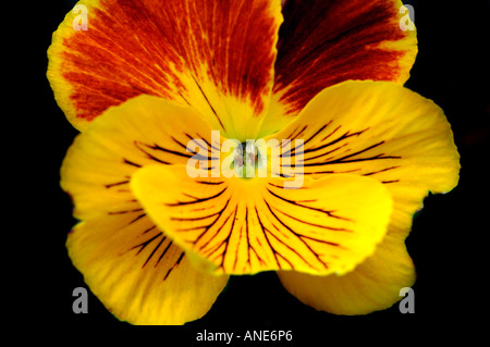 Cats Whiskers Pansy Banque D'Images