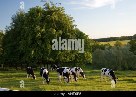Le pâturage des vaches Frisonnes les Cotswolds, Royaume-Uni Banque D'Images
