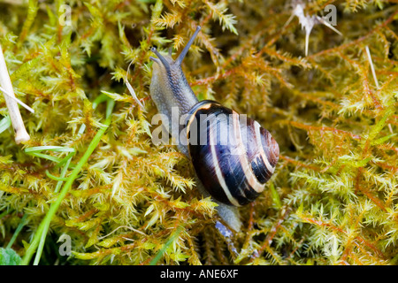 Escargot sur un lit de mousse Cotswolds Oxfordshire Royaume-Uni UK Banque D'Images